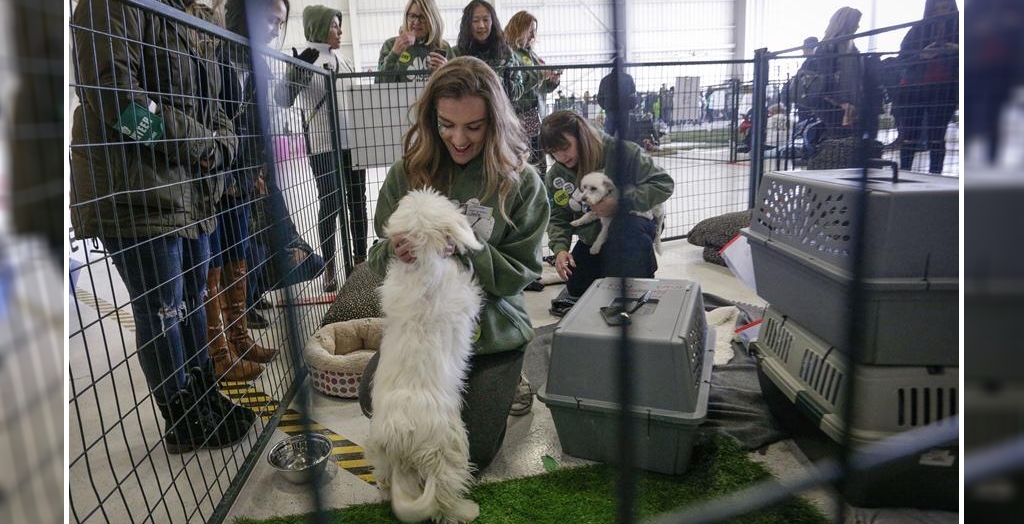 dog adoption events