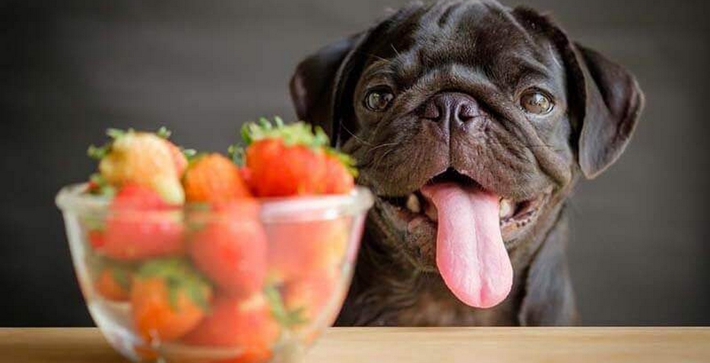 what fruit and veg is good for dogs