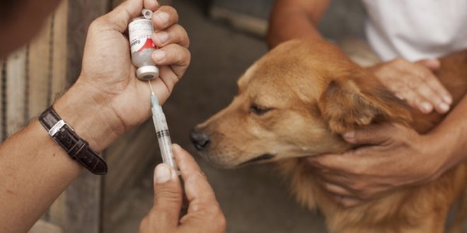 ANTI-RABIES VACCINATION OF DOGS