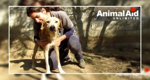 Animal Aid Unlimited rescued dog