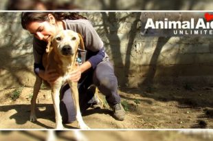 Animal Aid Unlimited rescued dog