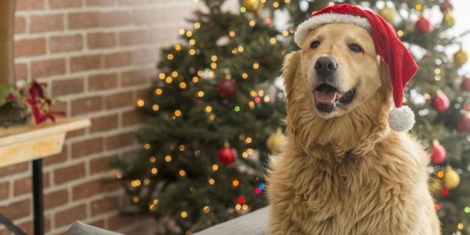 How To Involve Your Dog In Christmas Celebrations