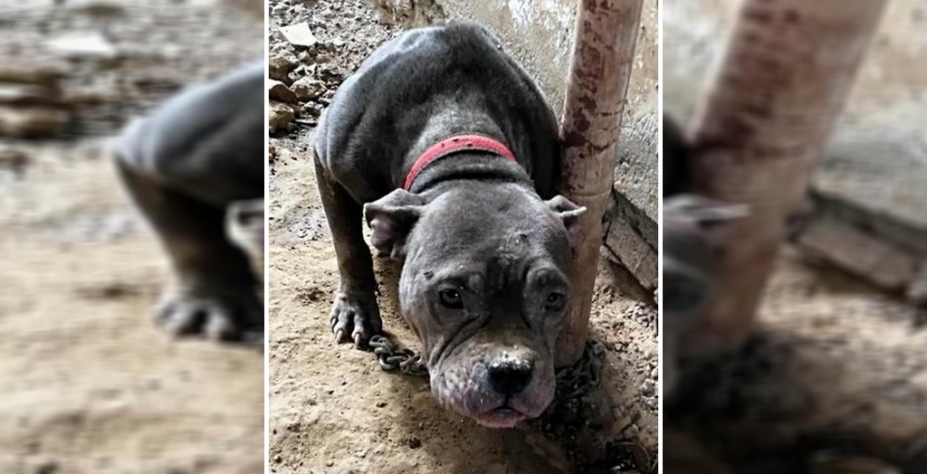 Dogs Rescued