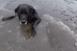Firefighters Rescue A Labrador