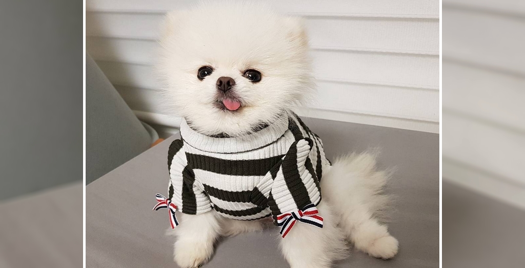 Latest winter fashion for dogs