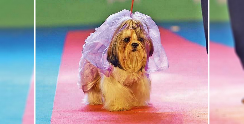 Pet Fed 2017