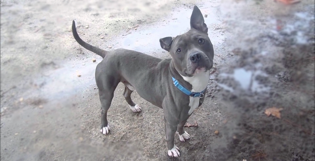 Stolen Dog Reunited