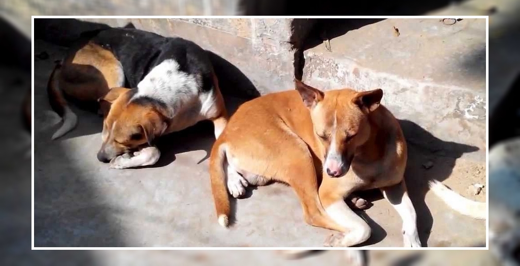 Stray dogs