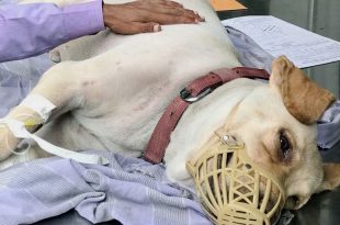 Strays as blood donors for pet dogs