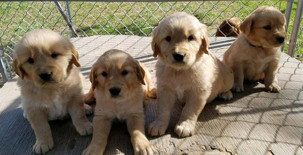 dog breeding