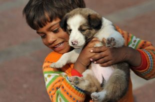 30 Stray Dogs Find New Home In Nagpur