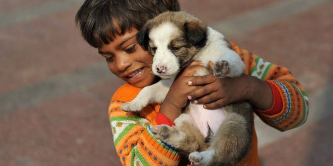 30 Stray Dogs Find New Home In Nagpur