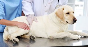 Canine Paralysis Symptoms