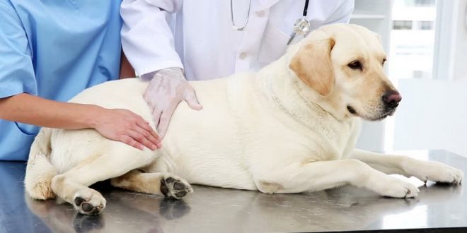 Canine Paralysis Symptoms