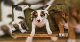 Checklist for dog adoption