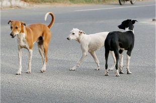 Dog pound in Panchkula
