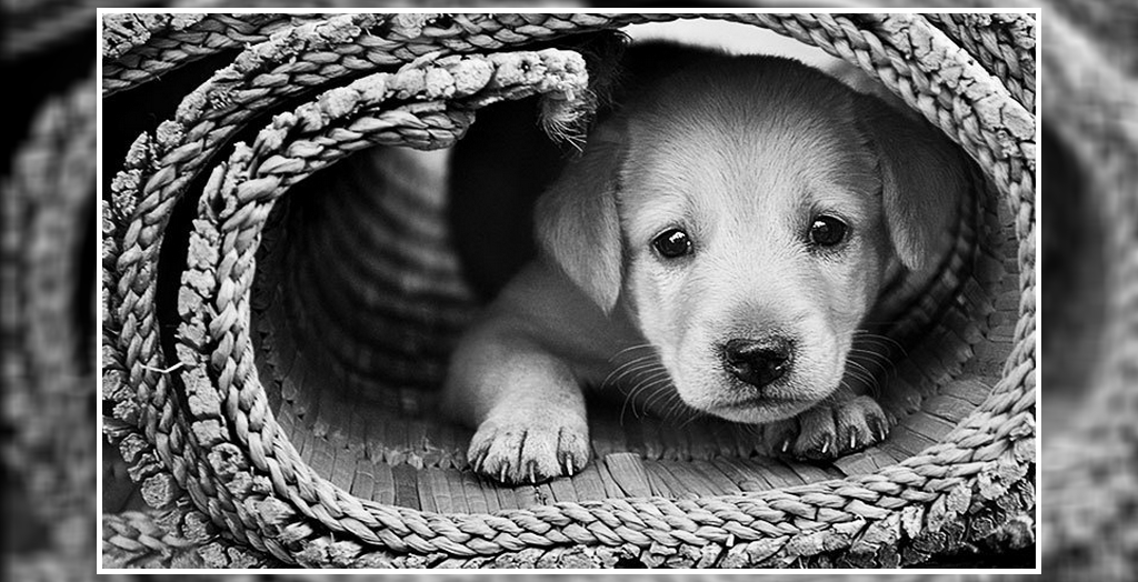Hospital for dogs