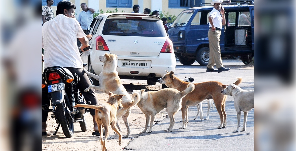 Stray dogs