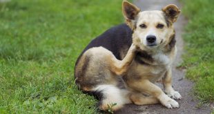 Lyme disease in dogs