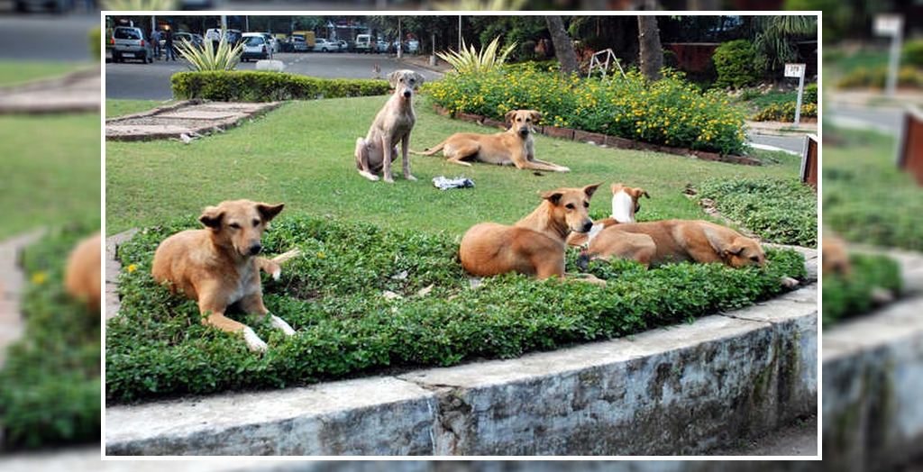 Stray Dog Menace