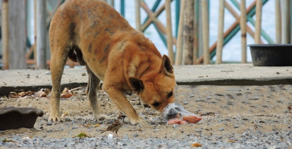 Stray dog posioned