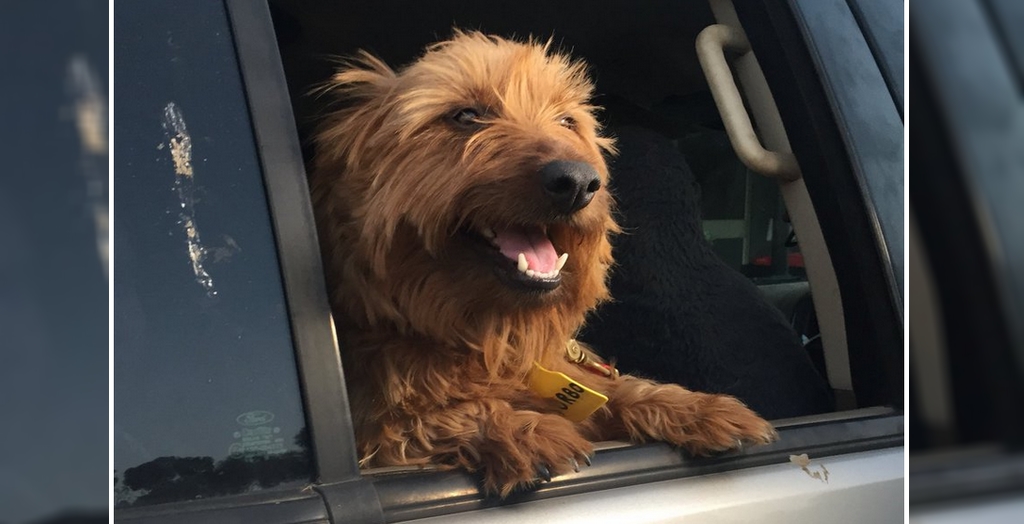Travelling dog