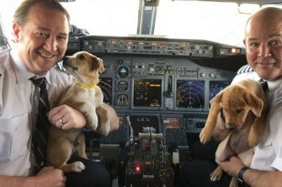Airlines Rescues 62 Dogs