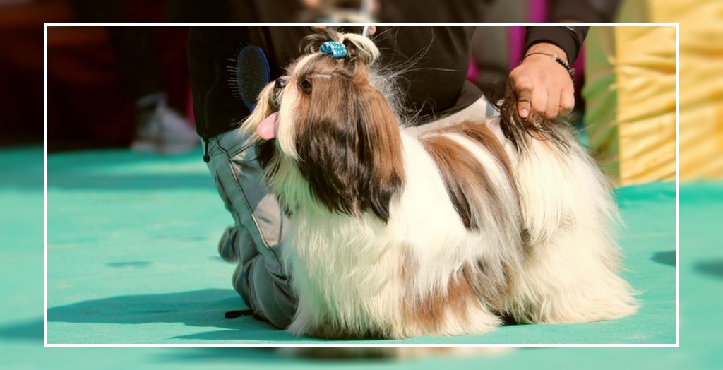dog show