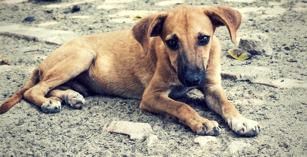 Gulgul the savior indie dog