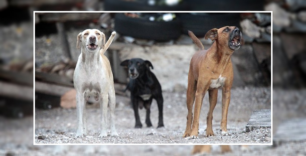 stray dog menace