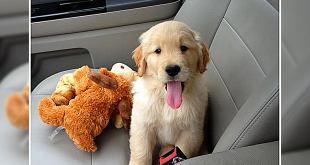 travel with sickness dog