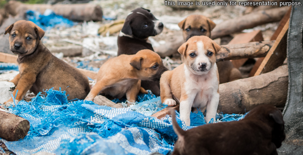 Nine Puppies Allegedly Killed By A Drunk Man In Chennai | DogExpress