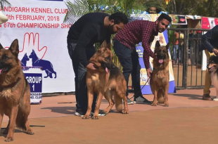 Dog show in Chandigarh
