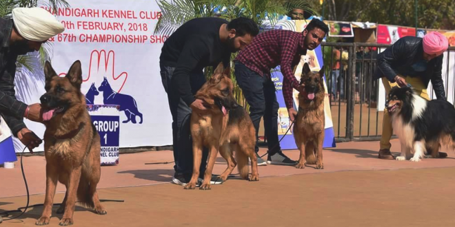 Dog show in Chandigarh