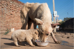Help Stray Dogs
