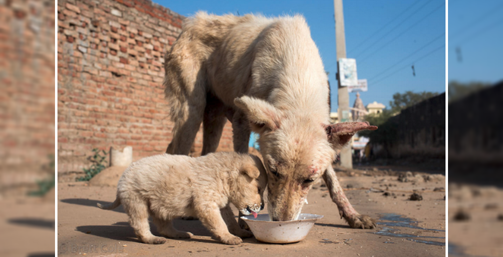 how do you take care of a street dog