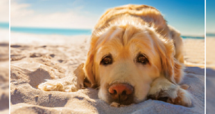 Keep Your Dogs Cool In Dubai