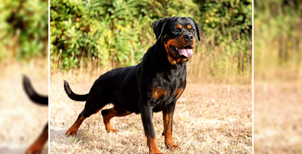 Law for pet dogs