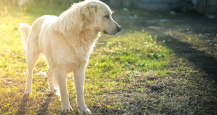 Summer health problem in dogs