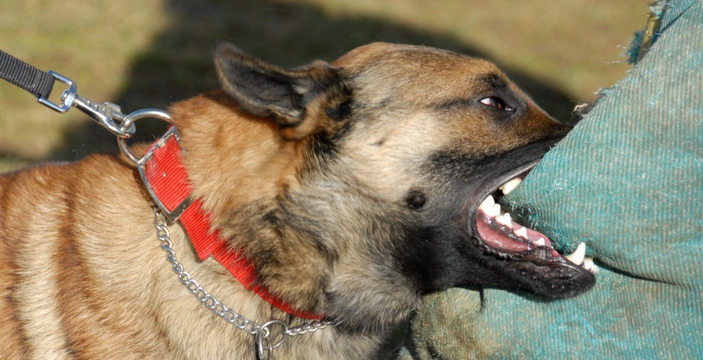 Dog bite