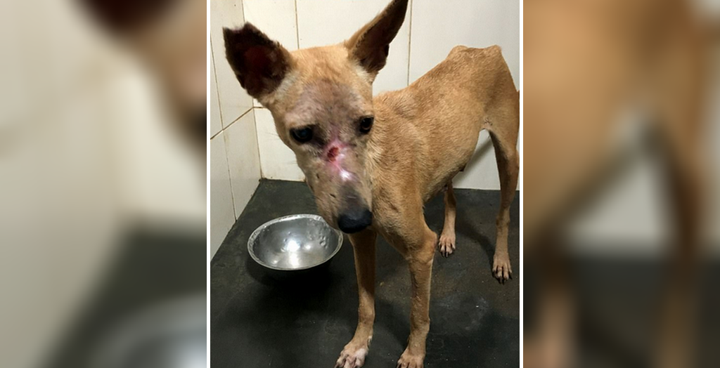 abandoned dog