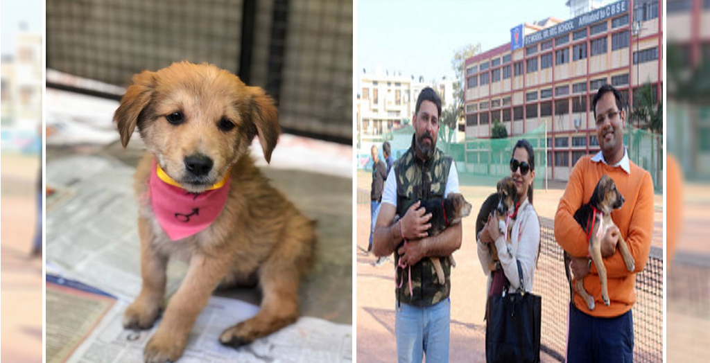 adoption drive