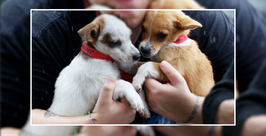 dog adoption