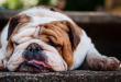 Dog Breeds For Lazy Owners