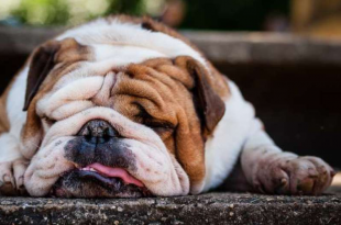 Dog Breeds For Lazy Owners