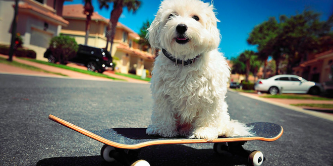 How To Teach Skateboard To Your Dog