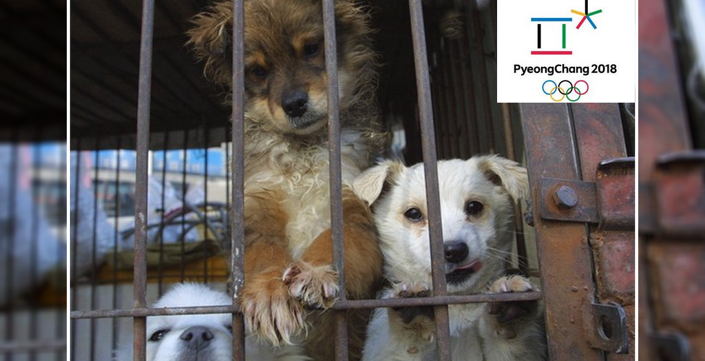 stop dog meat