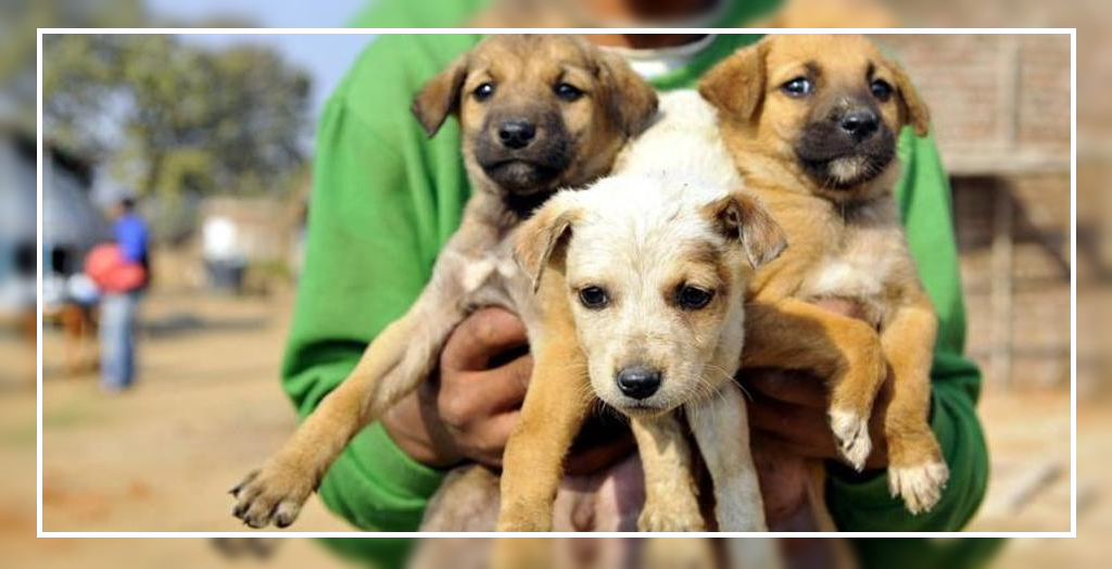 12 Puppies killed