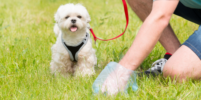 7 Signs of Worms in Your Dog's Poop