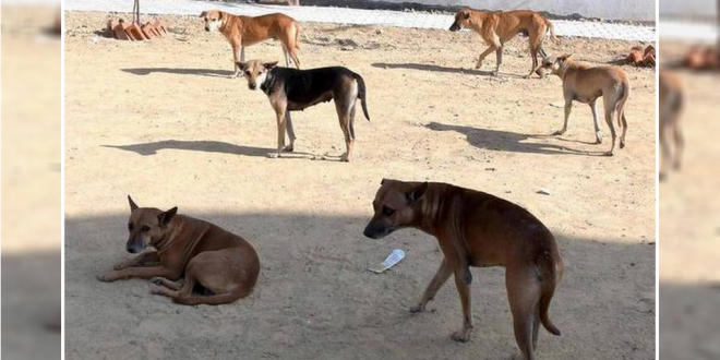 Cruel treatment of stray dogs